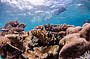 Silverswift snorkeller over Reef