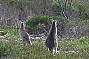 See Wild Kangaroos off road in the 4WD bus