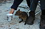 See the Padymellon - The cutest Kangaroo in the world